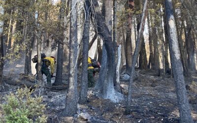 Snags Remain Safety Concern on Cheney Creek Fire, Mop-Up Progress Continues