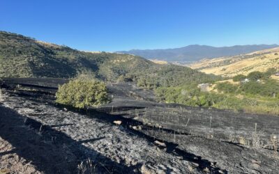 Firefighters Catch Dead Indian Memorial Road Fire Overnight