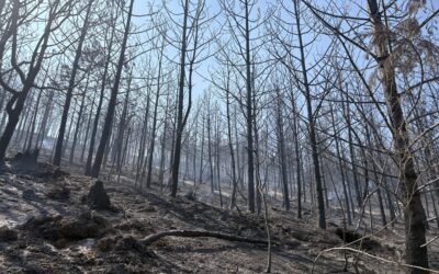 Mop-up advances on Woodrat Mountain Fire as crews work deeper into interior