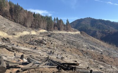 Continued mop-up brings West Fork Evans Creek Fire to 55% containment