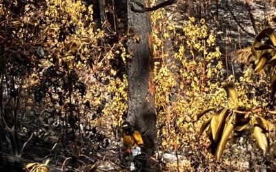 Woodrat Mountain Fire reaches 50% containment as incident transitions to local team