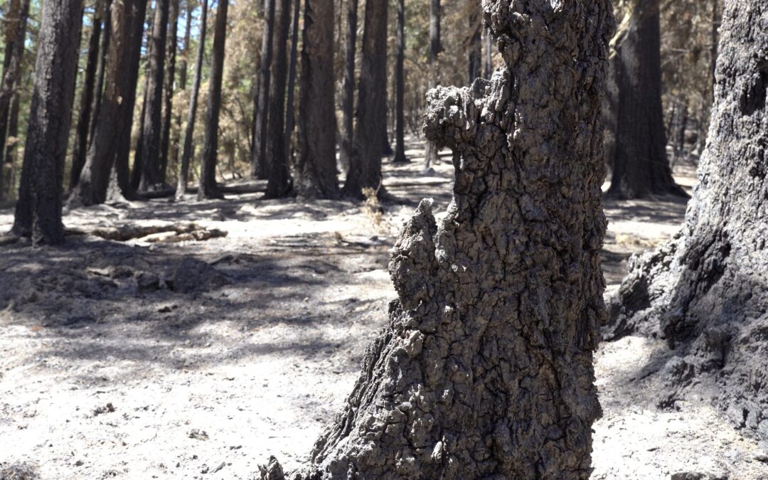 Grizzly Complex in latter stages of mop-up, repair work begins across most fires