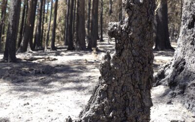 Grizzly Complex in latter stages of mop-up, repair work begins across most fires