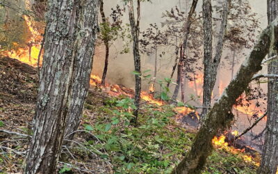 All but three Lower Rogue River Corridor fires extinguished overnight   