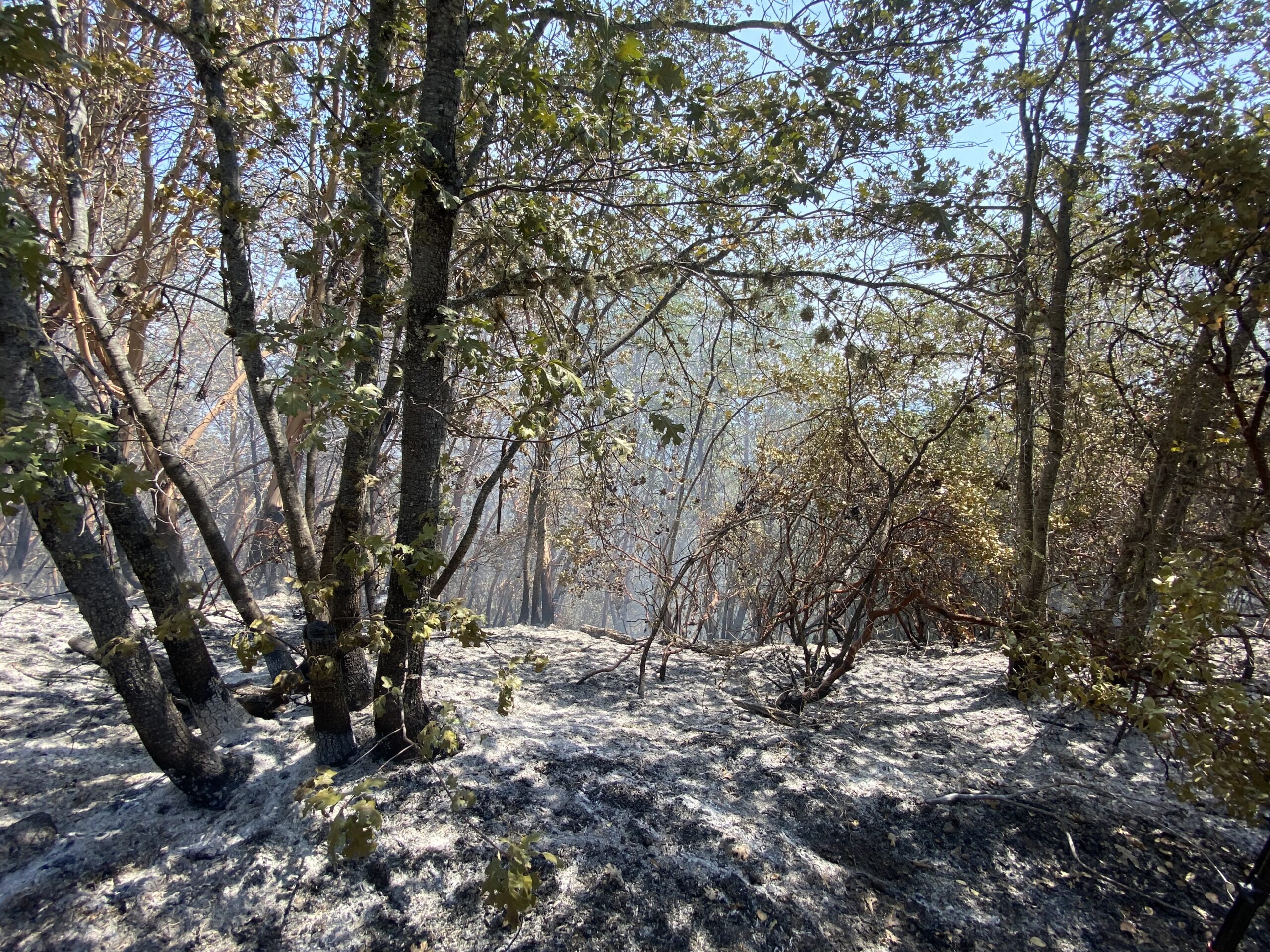 The Wards Creek Fire