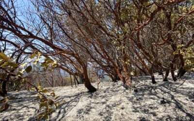Containment Lines Hold on Wards Creek Fire, Mop-Up Reaches 40%